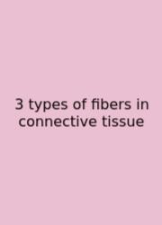 3 Types Of Fibers In Connective Tissue