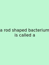 A Rod Shaped Bacterium Is Called A