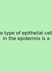 A Type Of Epithelial Cell In The Epidermis Is A