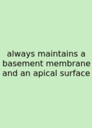 Always Maintains A Basement Membrane And An Apical Surface