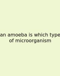 An Amoeba Is Which Type Of Microorganism