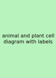 Animal And Plant Cell Diagram With Labels