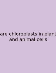 Are Chloroplasts In Plant And Animal Cells