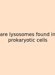 Are Lysosomes Found In Prokaryotic Cells