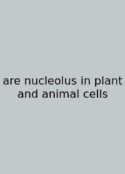 Are Nucleolus In Plant And Animal Cells