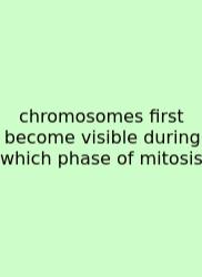 Chromosomes First Become Visible During Which Phase Of Mitosis
