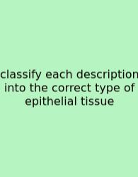 Classify Each Description Into The Correct Type Of Epithelial Tissue