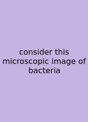 Consider This Microscopic Image Of Bacteria