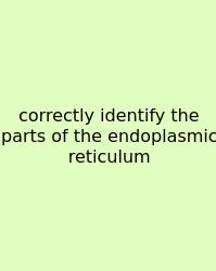 Correctly Identify The Parts Of The Endoplasmic Reticulum