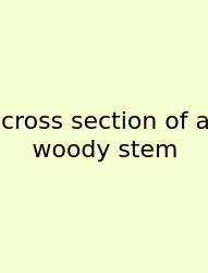 Cross Section Of A Woody Stem