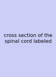 Cross Section Of The Spinal Cord Labeled
