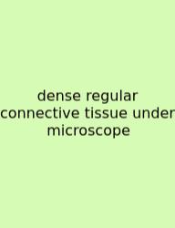 Dense Regular Connective Tissue Under Microscope