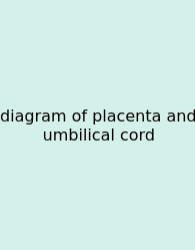 Diagram Of Placenta And Umbilical Cord