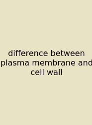 Difference Between Plasma Membrane And Cell Wall