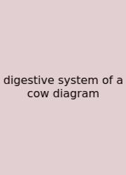 Digestive System Of A Cow Diagram