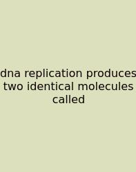 Dna Replication Produces Two Identical Molecules Called