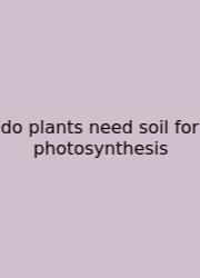 Do Plants Need Soil For Photosynthesis