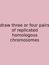 Draw Three Or Four Pairs Of Replicated Homologous Chromosomes