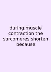 During Muscle Contraction The Sarcomeres Shorten Because