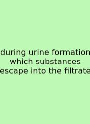 During Urine Formation Which Substances Escape Into The Filtrate