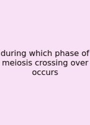 During Which Phase Of Meiosis Crossing Over Occurs