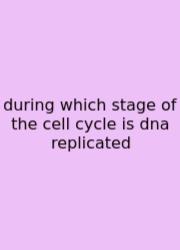 During Which Stage Of The Cell Cycle Is Dna Replicated