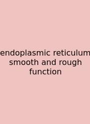 Endoplasmic Reticulum Smooth And Rough Function