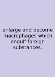 Enlarge And Become Macrophages Which Engulf Foreign Substances.