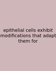 Epithelial Cells Exhibit Modifications That Adapt Them For