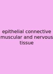 Epithelial Connective Muscular And Nervous Tissue