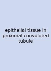 Epithelial Tissue In Proximal Convoluted Tubule