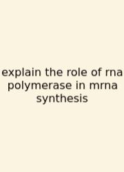 Explain The Role Of Rna Polymerase In Mrna Synthesis