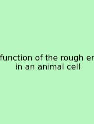 Function Of The Rough Er In An Animal Cell
