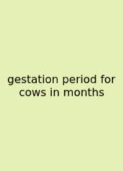 Gestation Period For Cows In Months