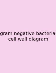 Gram Negative Bacterial Cell Wall Diagram