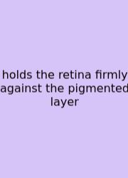 Holds The Retina Firmly Against The Pigmented Layer
