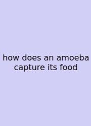 How Does An Amoeba Capture Its Food
