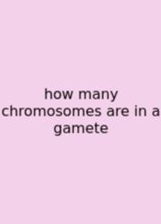 How Many Chromosomes Are In A Gamete