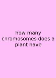 How Many Chromosomes Does A Plant Have