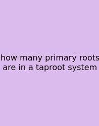 How Many Primary Roots Are In A Taproot System