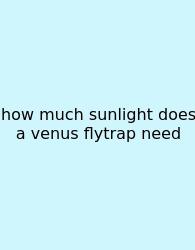 How Much Sunlight Does A Venus Flytrap Need