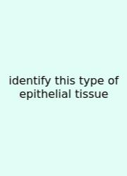 Identify This Type Of Epithelial Tissue