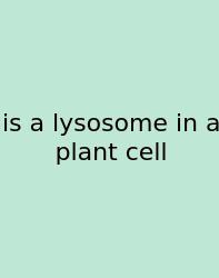 Is A Lysosome In A Plant Cell