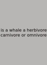 Is A Whale A Herbivore Carnivore Or Omnivore