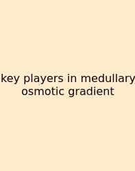 Key Players In Medullary Osmotic Gradient