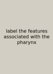 Label The Features Associated With The Pharynx