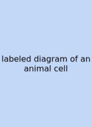 Labeled Diagram Of An Animal Cell