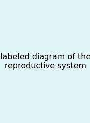 Labeled Diagram Of The Reproductive System