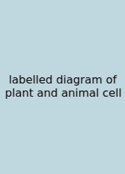 Labelled Diagram Of Plant And Animal Cell