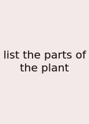 List The Parts Of The Plant